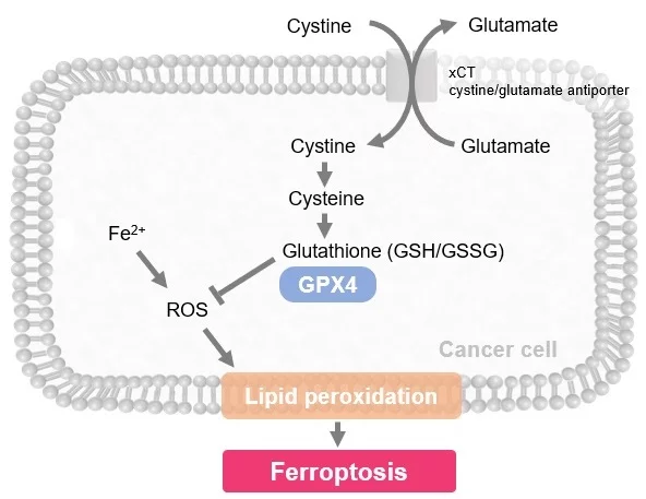 Ferroptose – neue Antikrebs Chemotherapie