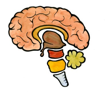 menschliches Gehirn, die fantastischste Maschine der Welt!