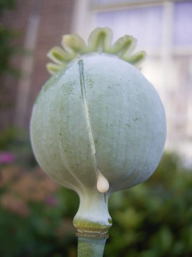 aus der Schlafmohn-Kapsel wird Roh-Opium gewonnen, welches "natürliches Endorphin" entspricht