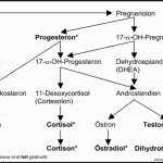 Progesteron 03-Steroidbiosynthesewege