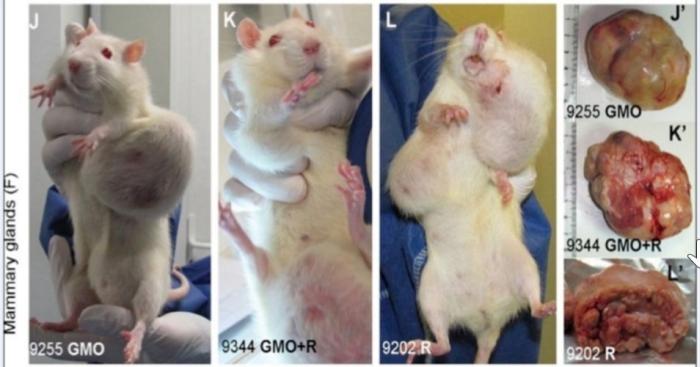 Seralini Rats GMO Study