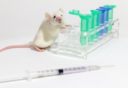 Animal experiment, white laboratory mouse, test tubes, syringe